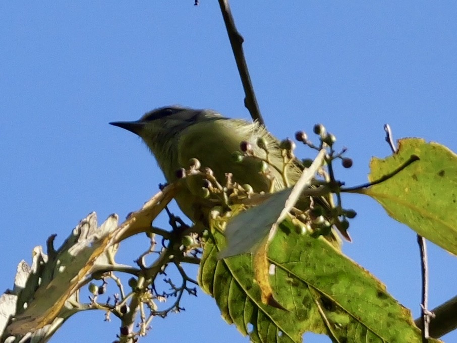 javabrillefugl - ML641226661