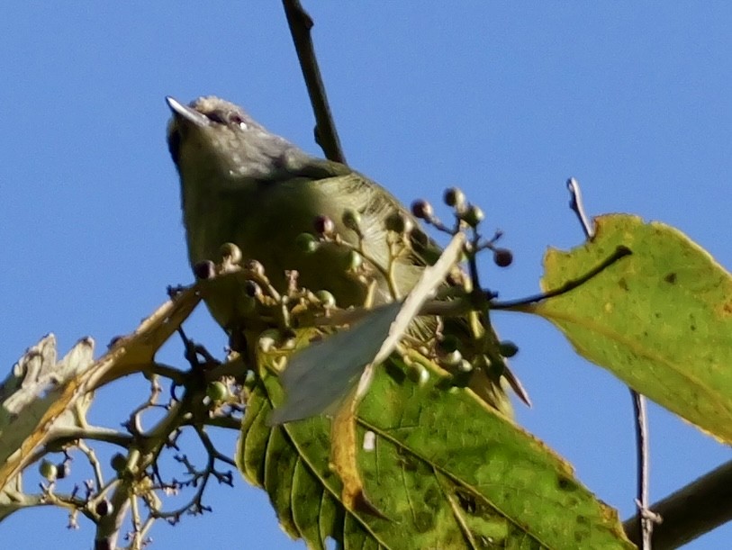 javabrillefugl - ML641226663