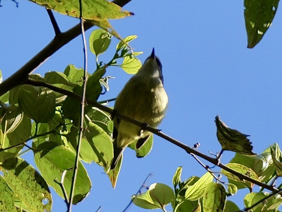 javabrillefugl - ML641226664