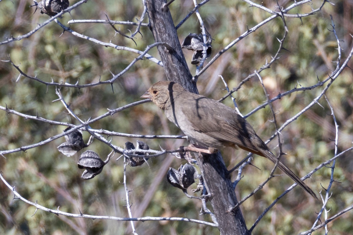 California Towhee - ML641226675