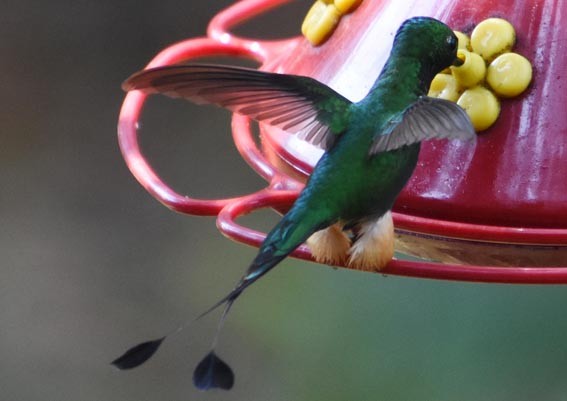 Rufous-booted Racket-tail - ML641226681