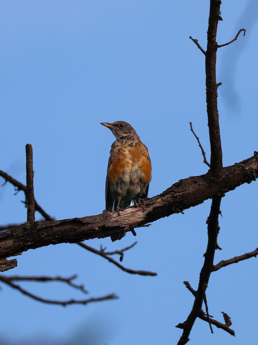 Rufous-backed Robin - ML641226682