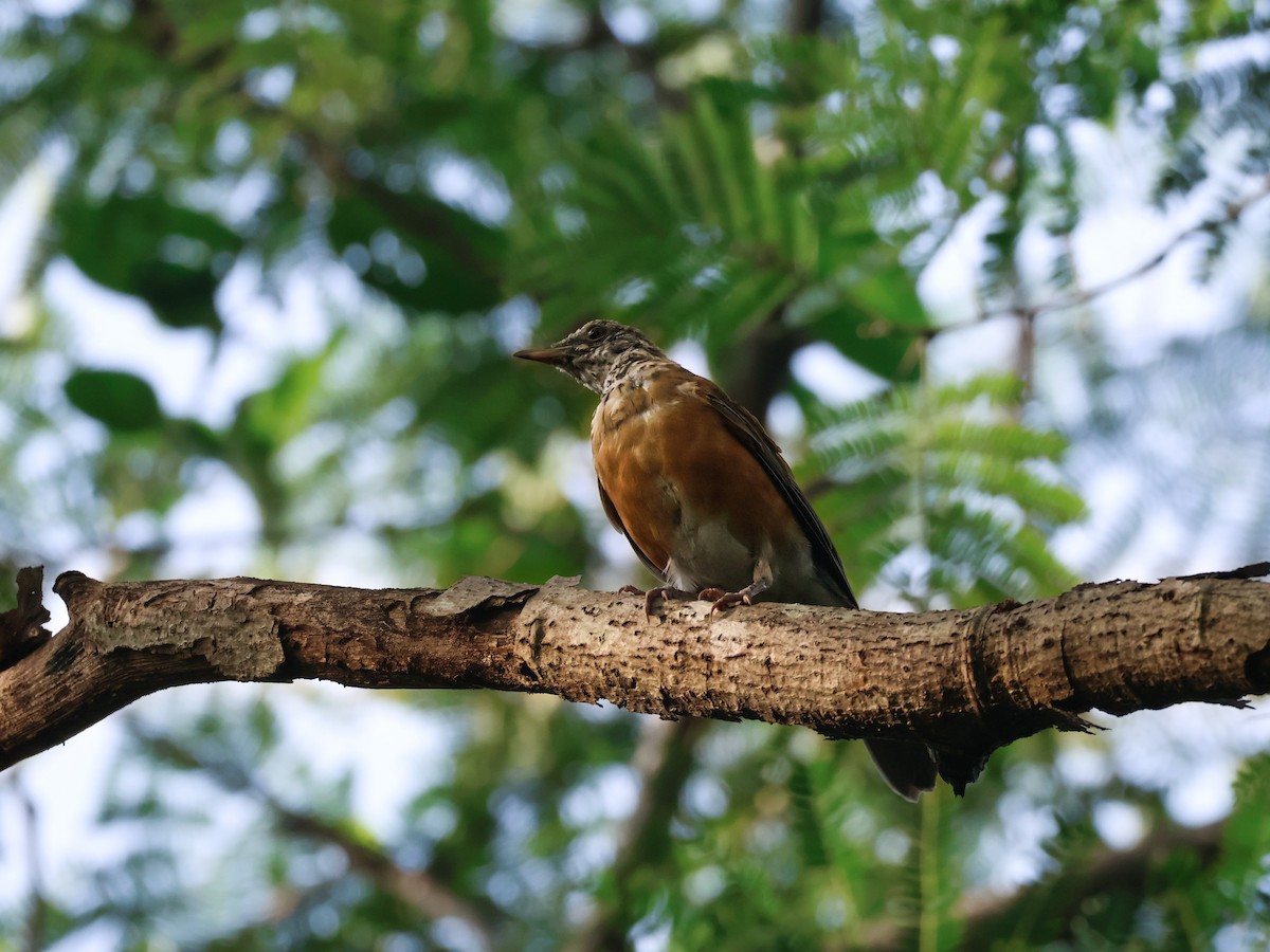 Rufous-backed Robin - ML641226683