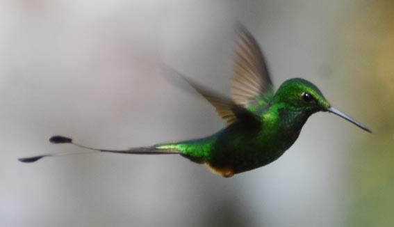 Rufous-booted Racket-tail - ML641226690