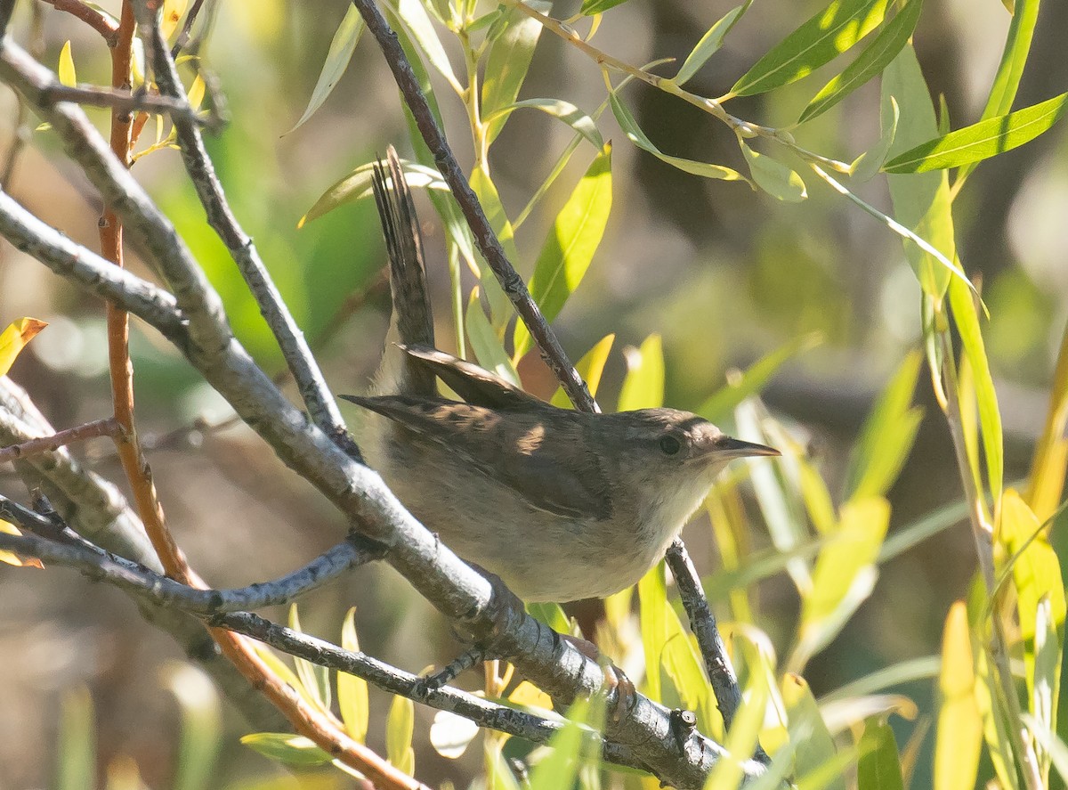 Marsh Wren - ML641226695