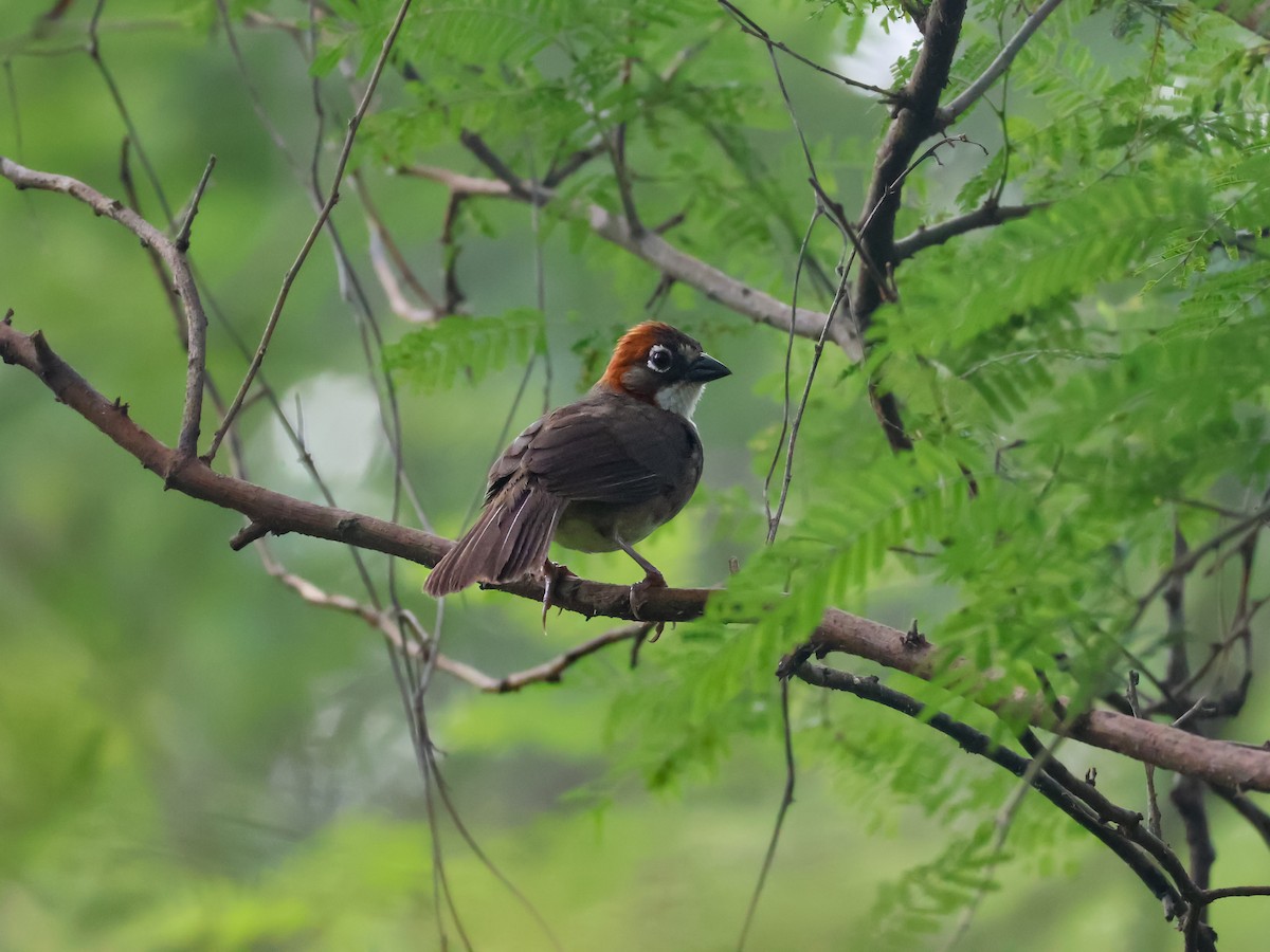 Rusty-crowned Ground-Sparrow - ML641226702
