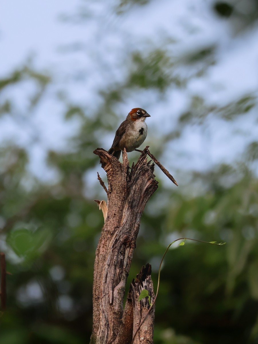 Rusty-crowned Ground-Sparrow - ML641226703