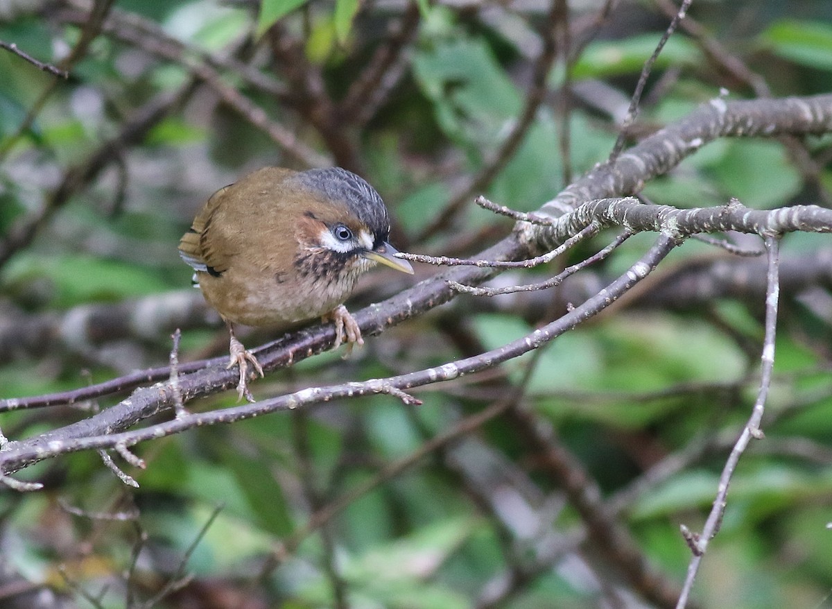 Bıyıklı Gevezeardıç - ML641226714