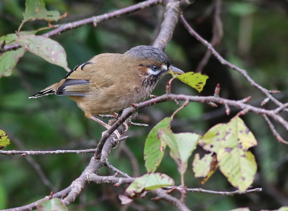 Bıyıklı Gevezeardıç - ML641226715