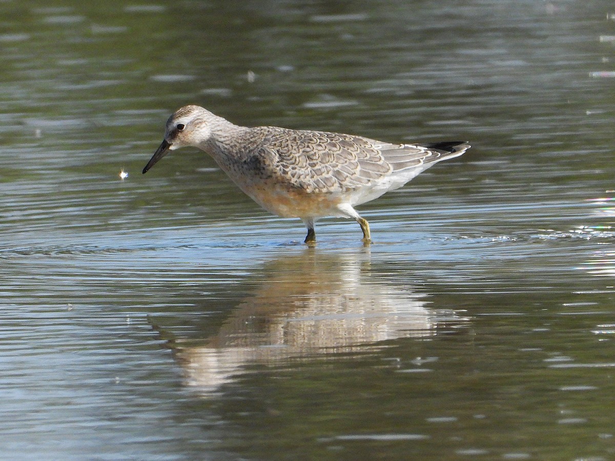 Red Knot - ML641226733