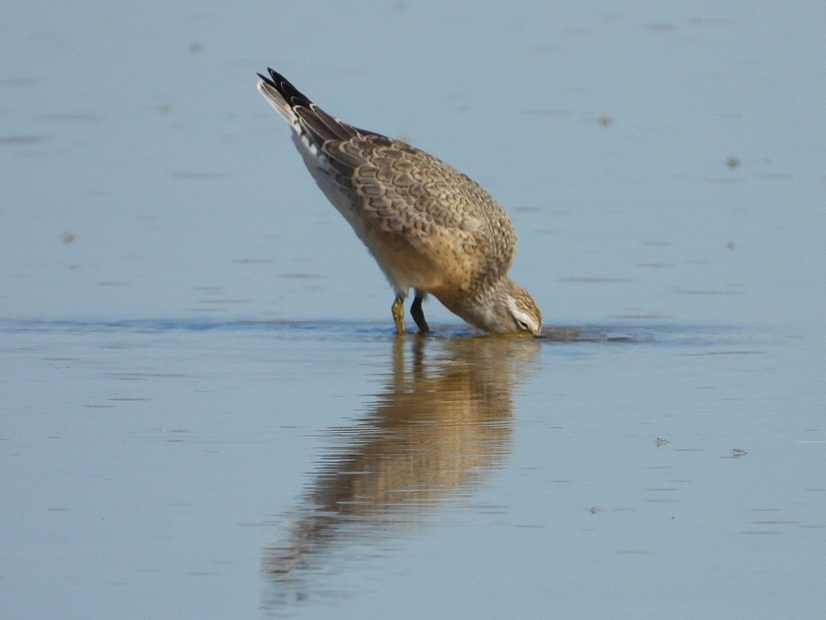 Red Knot - ML641226736