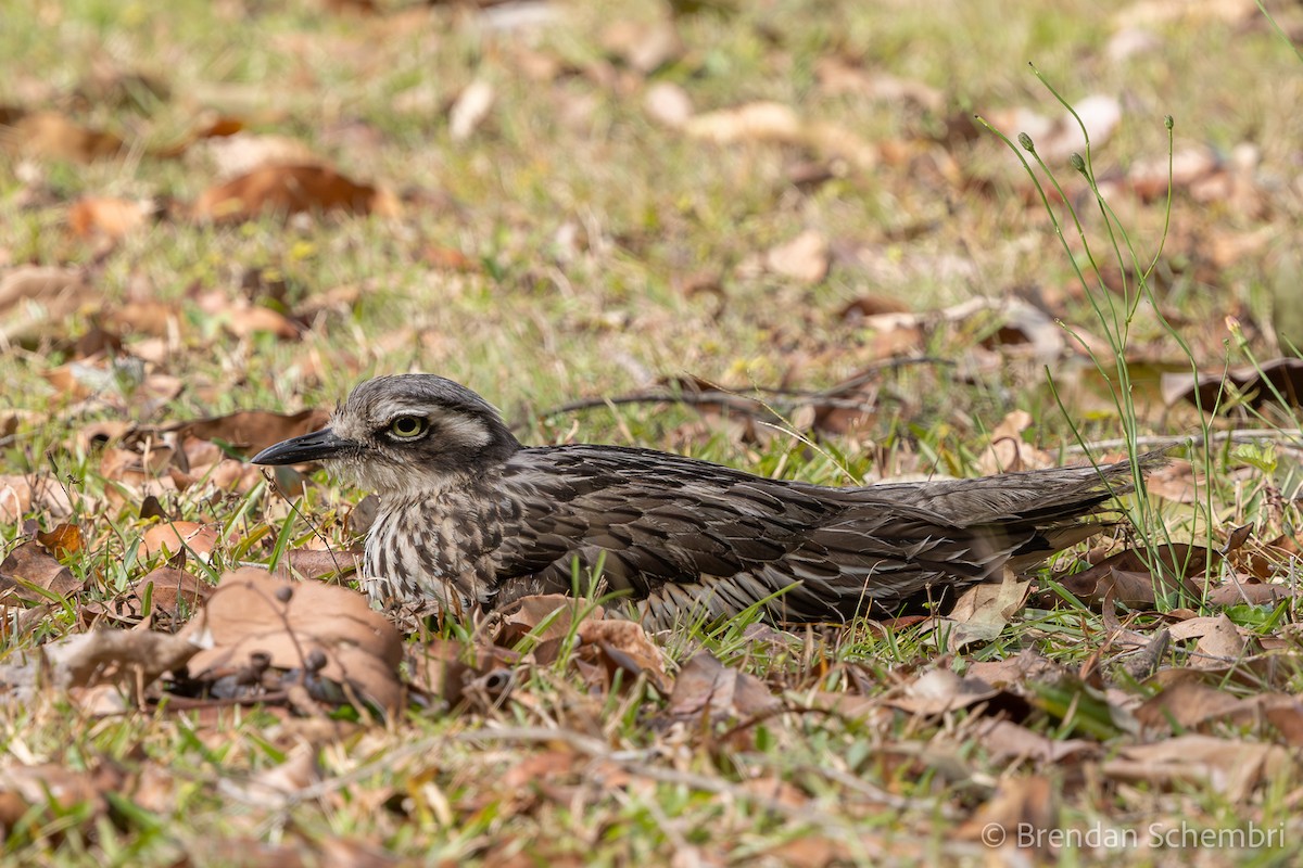 Bush Thick-knee - ML641226742