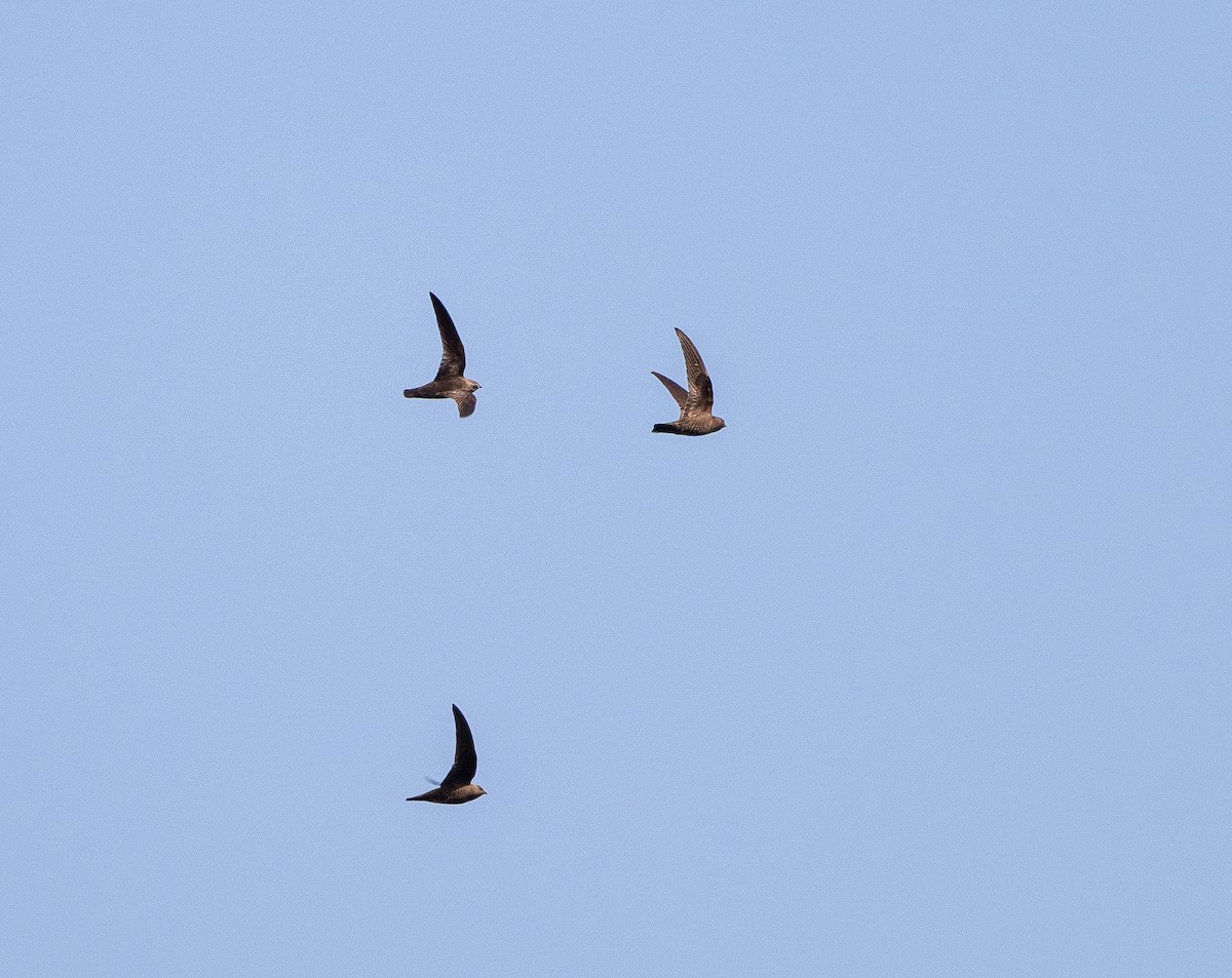 Black Swift - ML641226750