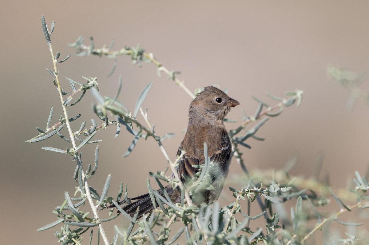 Lazuli Bunting - ML641226755