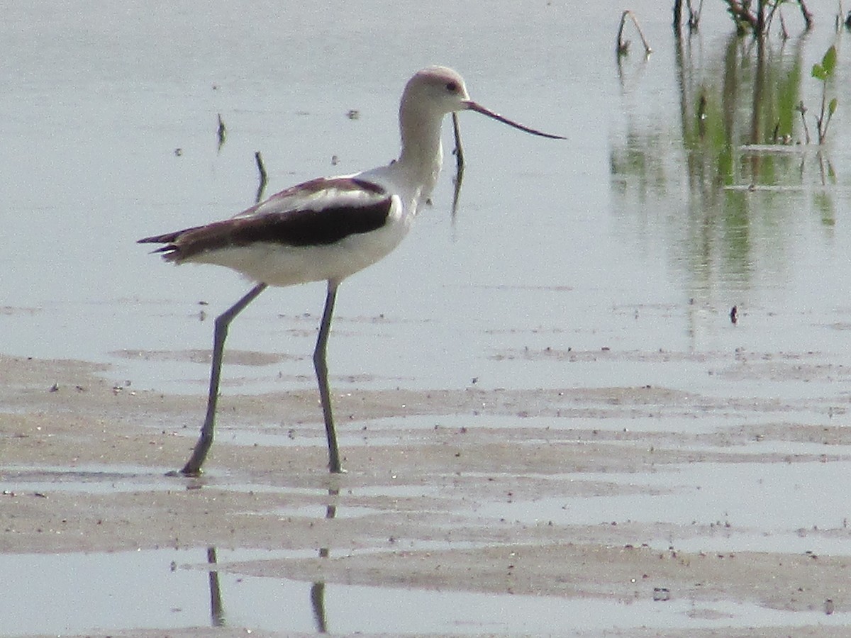 American Avocet - ML641226766