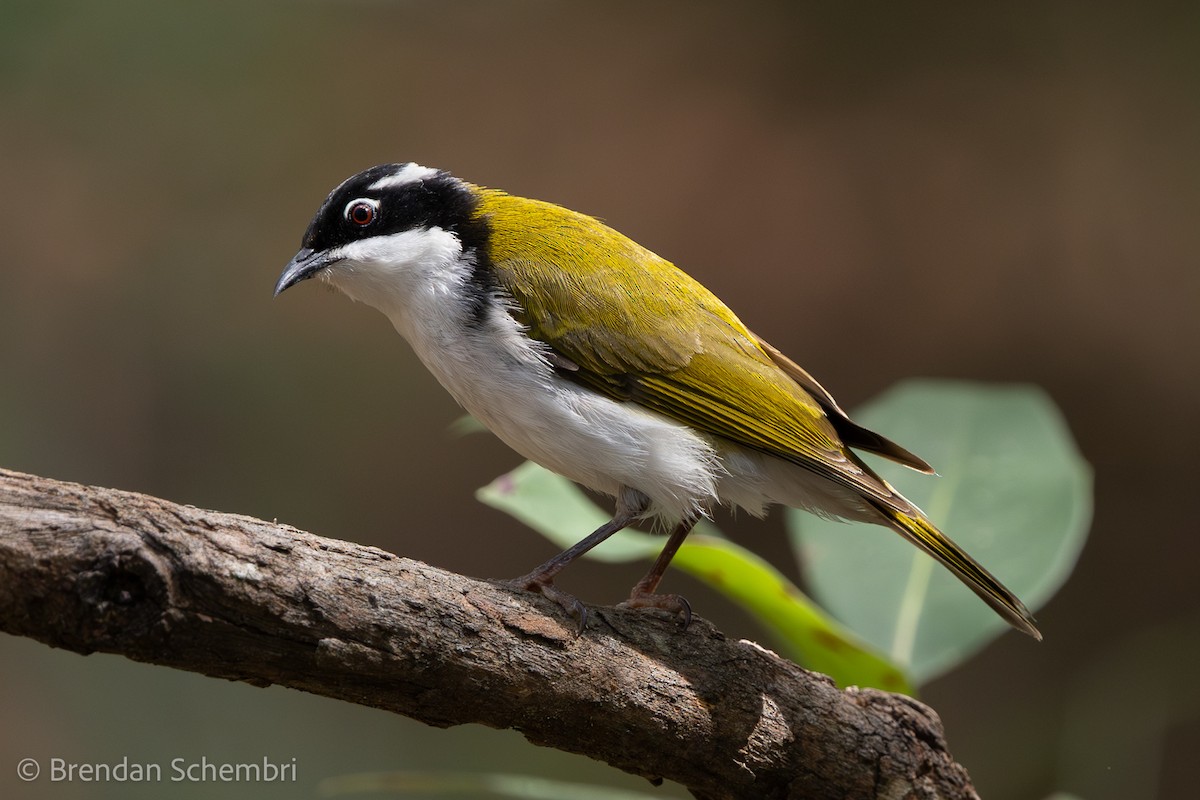 White-throated Honeyeater - ML641226806