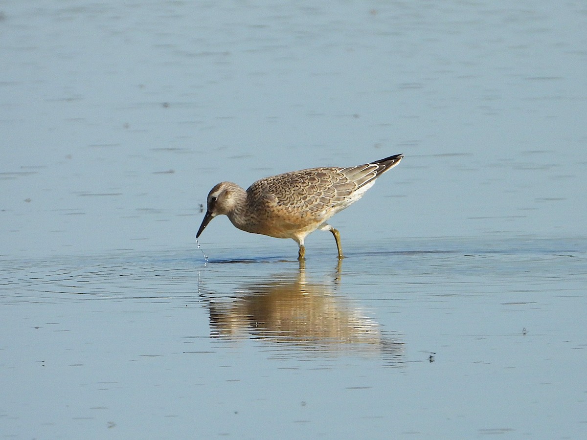 Red Knot - ML641226823