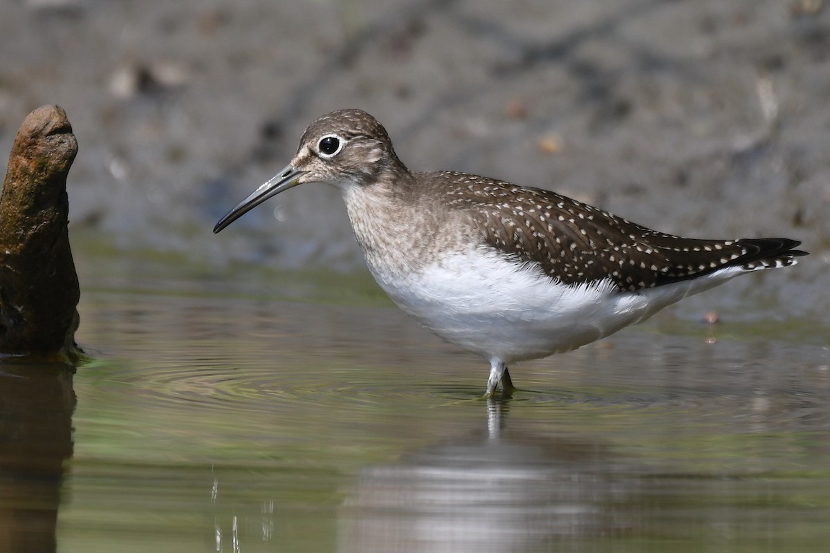 Solitary Sandpiper - ML641226826
