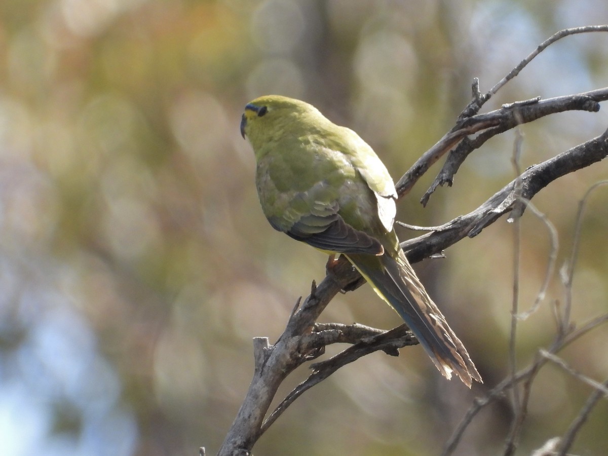 Elegant Parrot - ML641226844