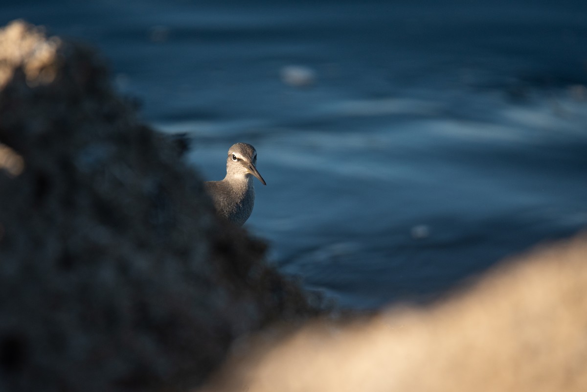 alaskavandresnipe - ML641226853