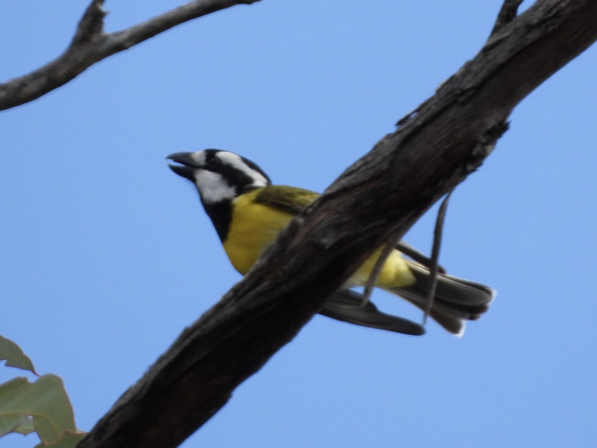 Western Shrike-tit - ML641226861