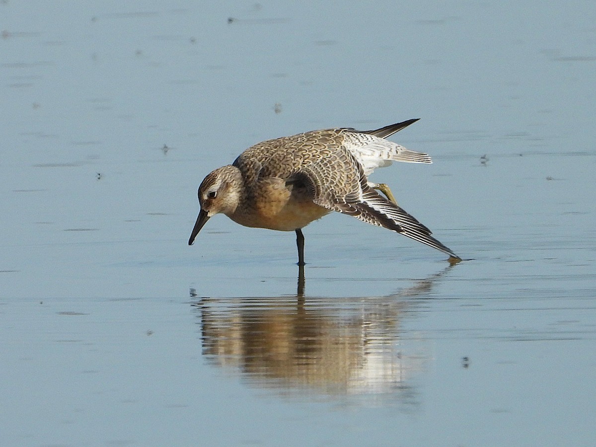 Red Knot - ML641226865