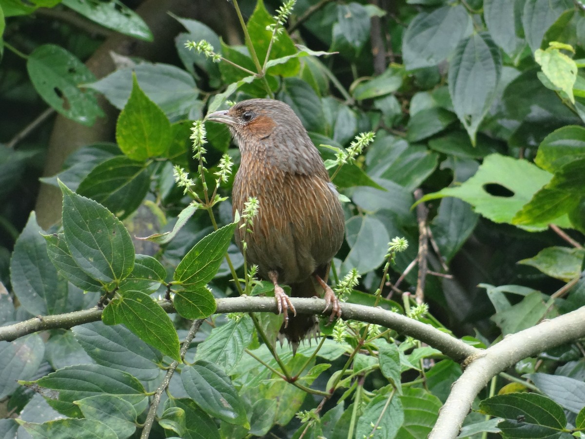 Streaked Laughingthrush - ML641226868