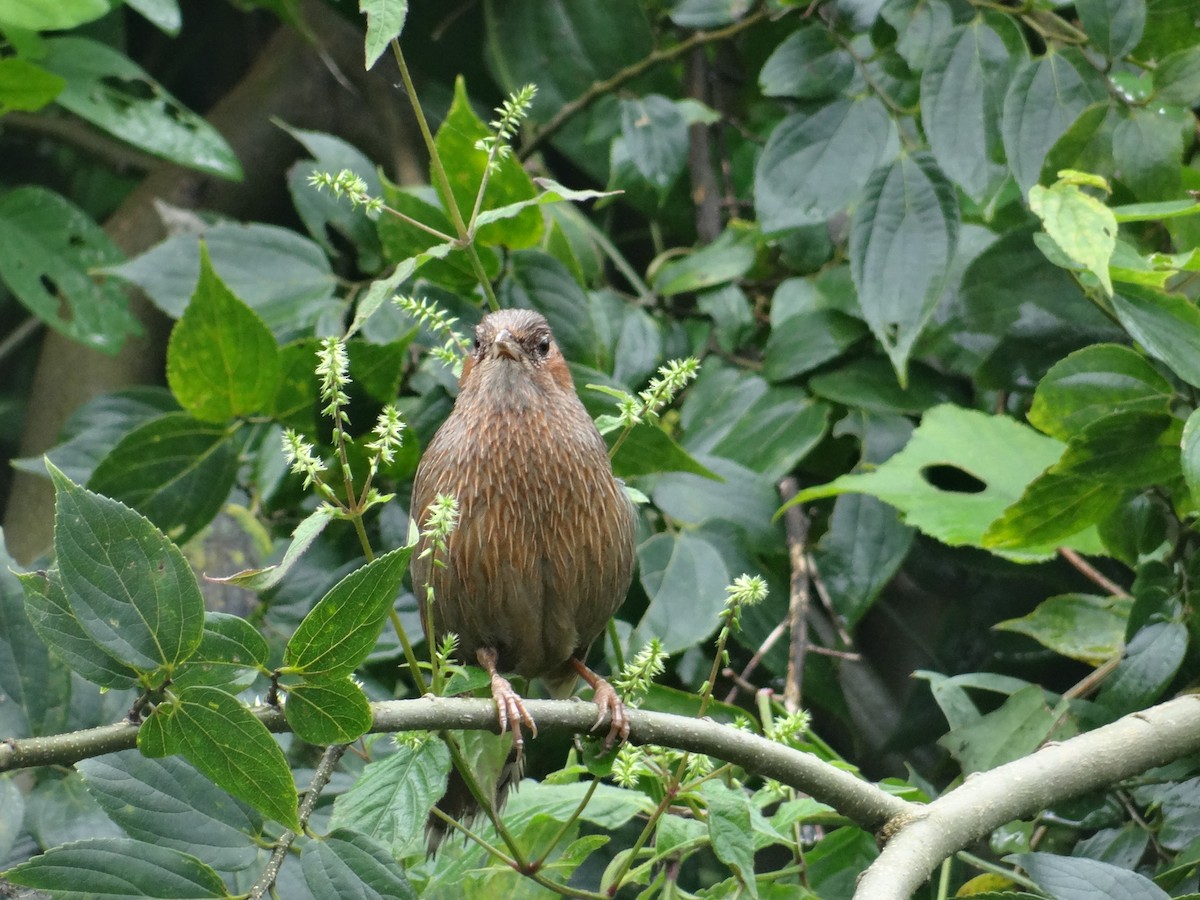 Streaked Laughingthrush - ML641226870