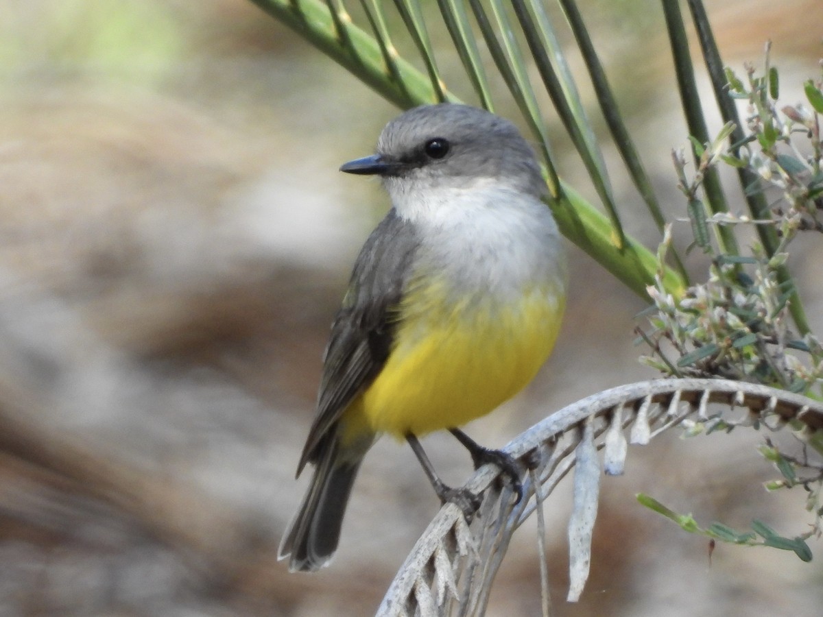 Western Yellow Robin - ML641226871