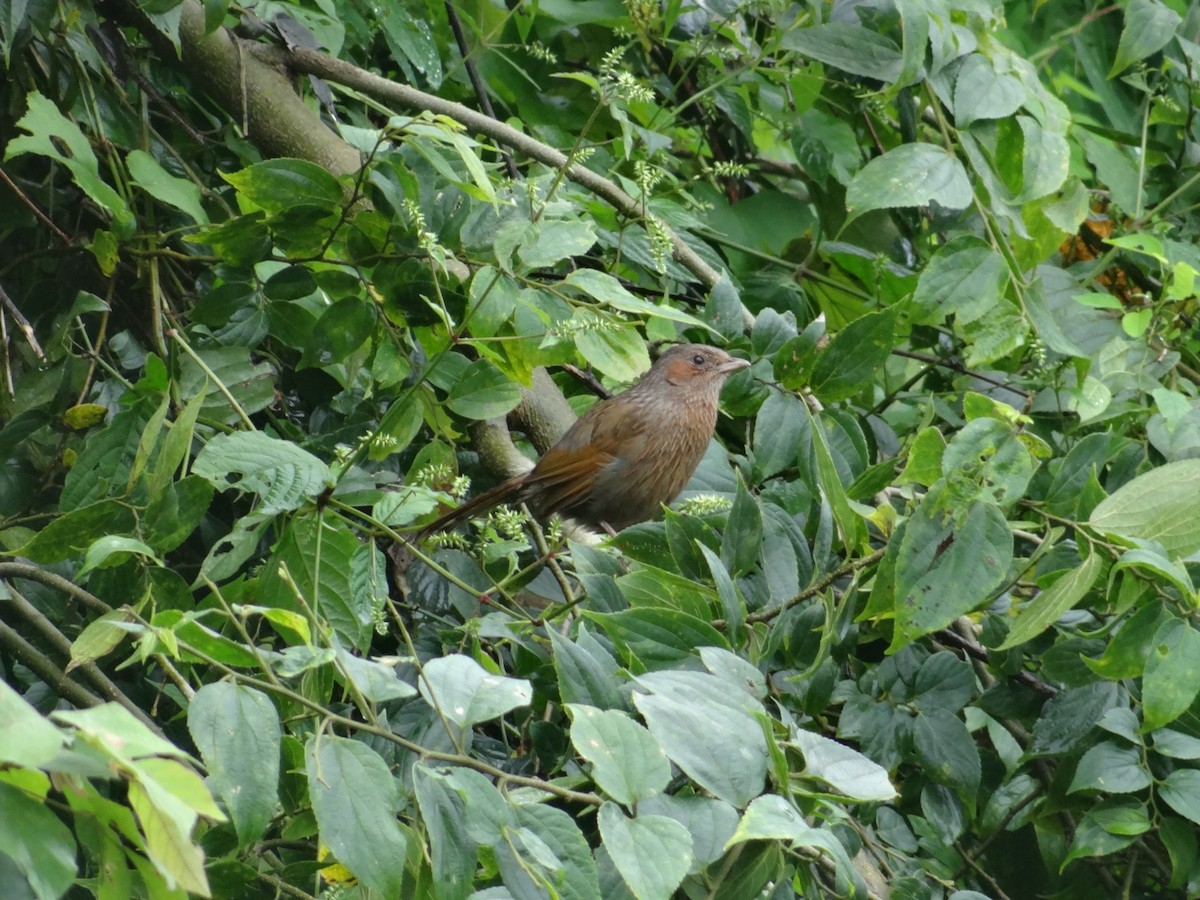Streaked Laughingthrush - ML641226888