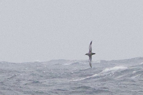 Sooty Shearwater - ML641226904