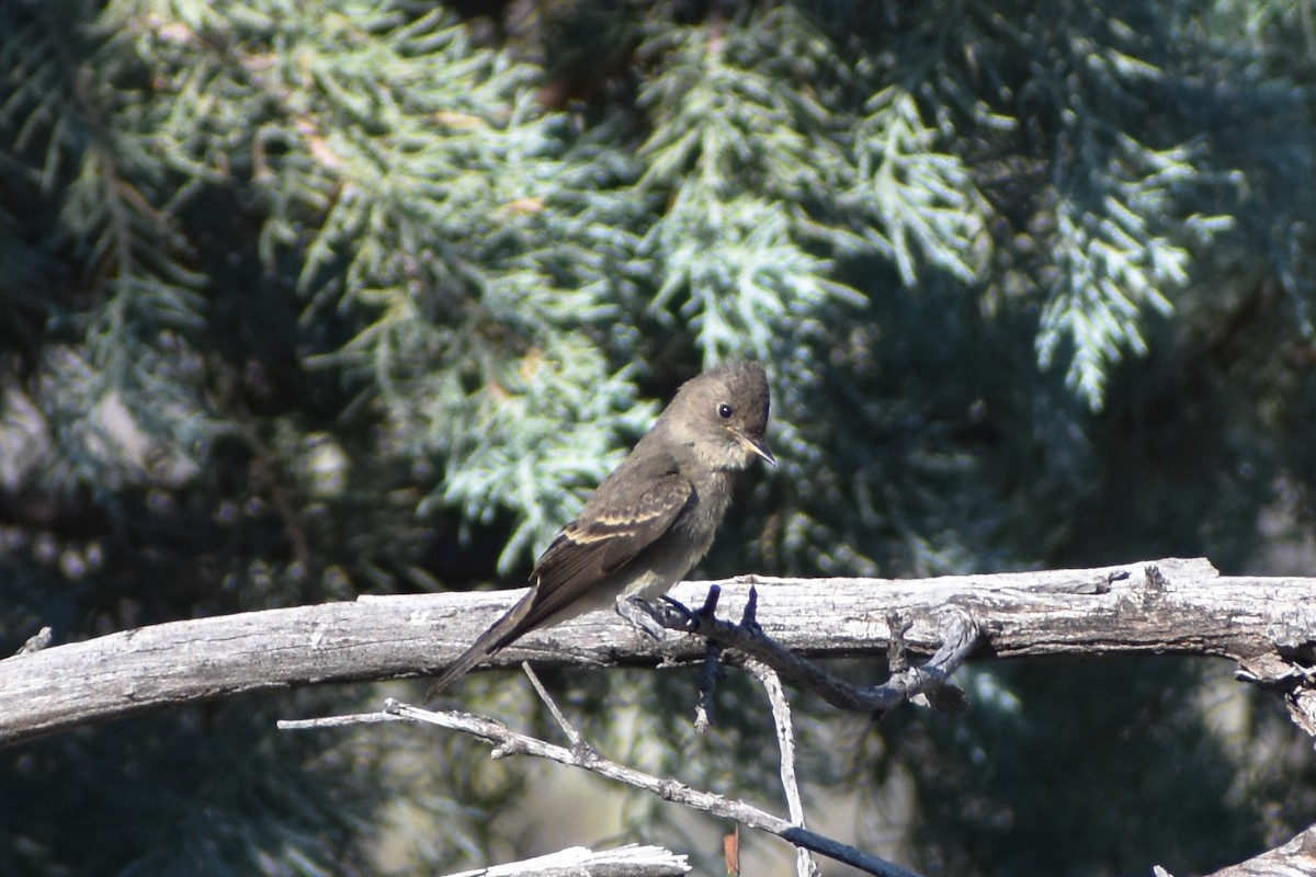Western Wood-Pewee - ML641227079