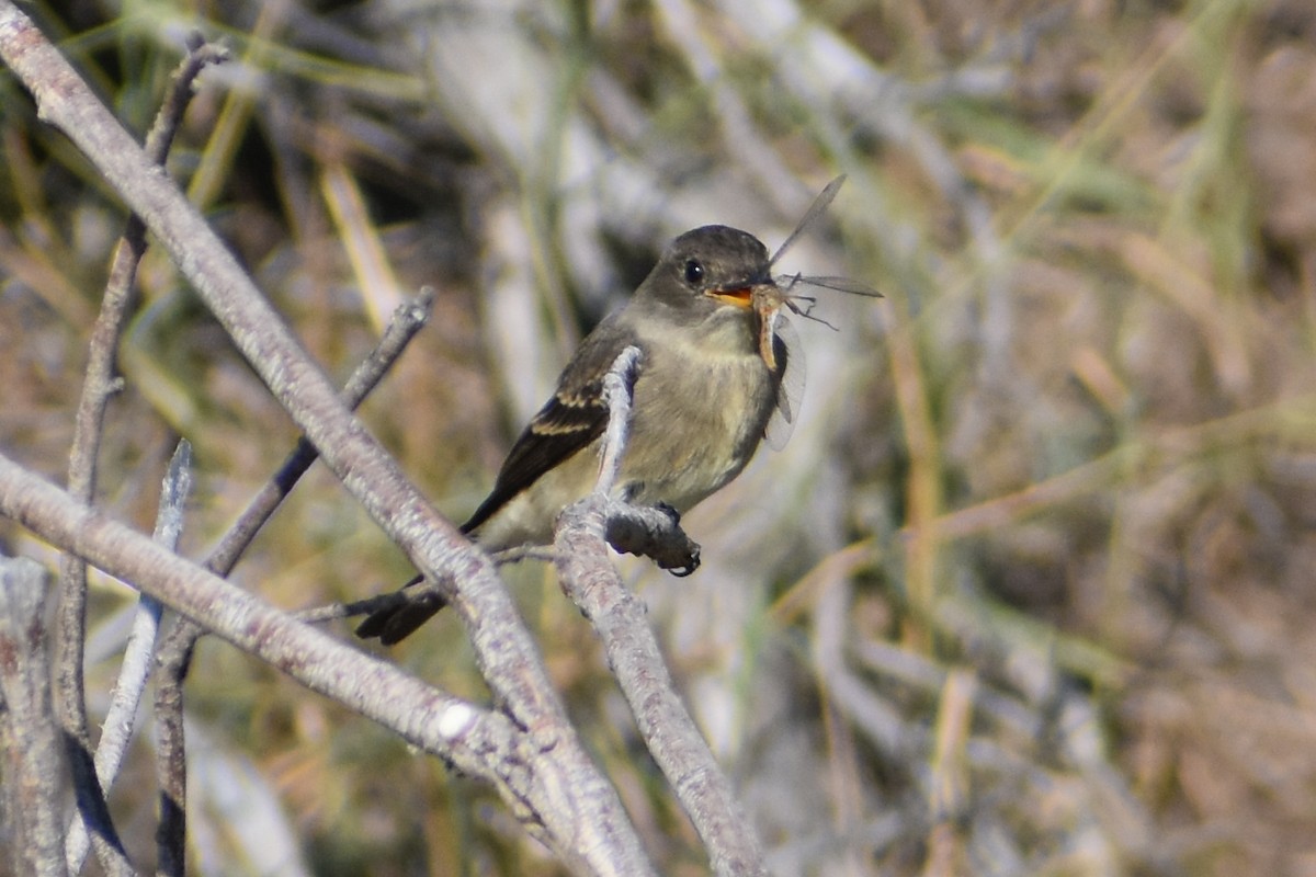 Western Wood-Pewee - ML641227081