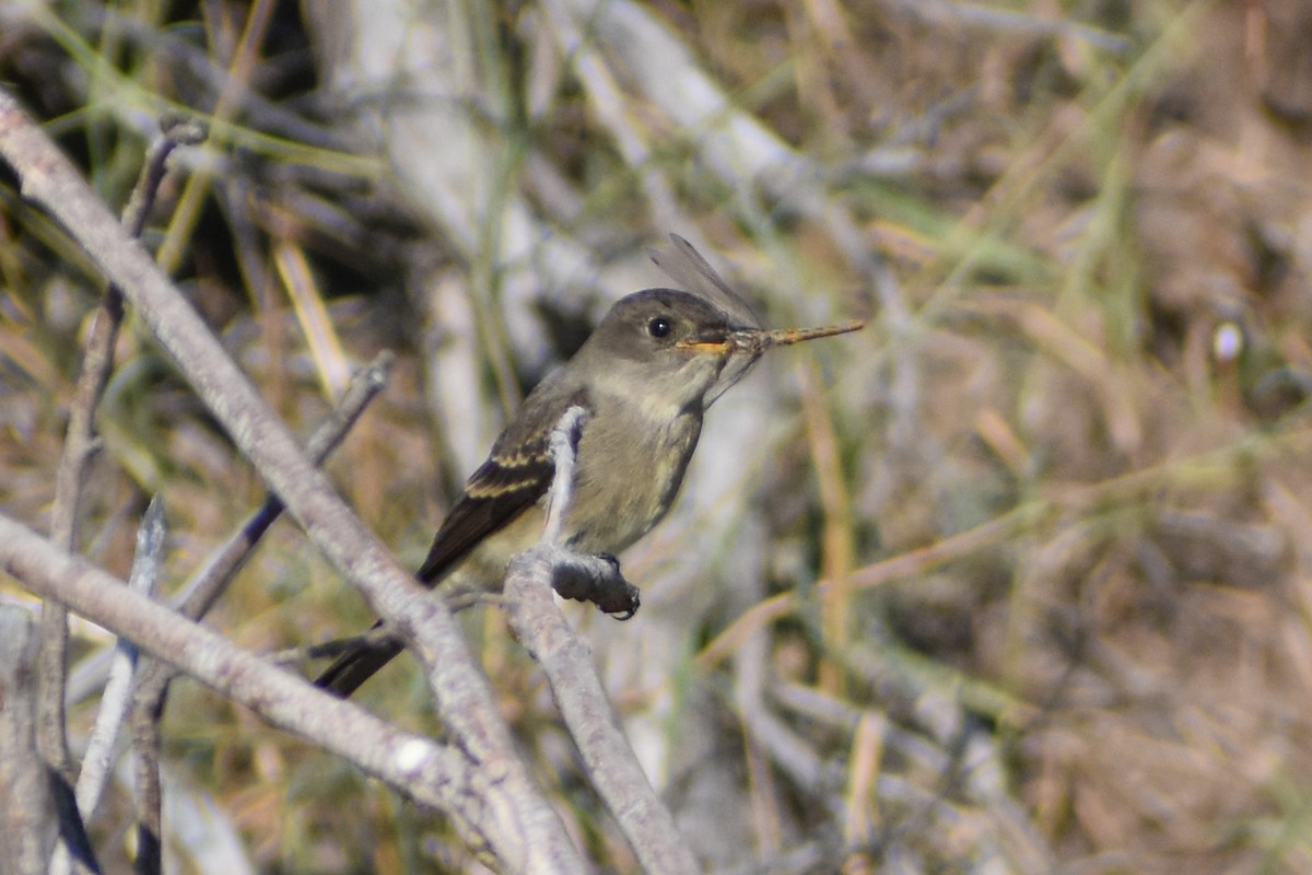 Western Wood-Pewee - ML641227082