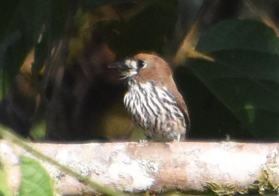 Lanceolated Monklet - ML641227132
