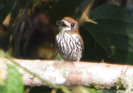 Lanceolated Monklet - ML641227135