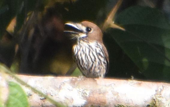 Lanceolated Monklet - ML641227140