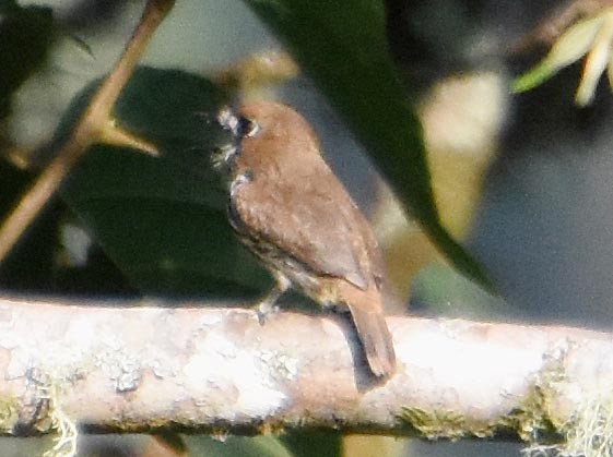 Lanceolated Monklet - ML641227164