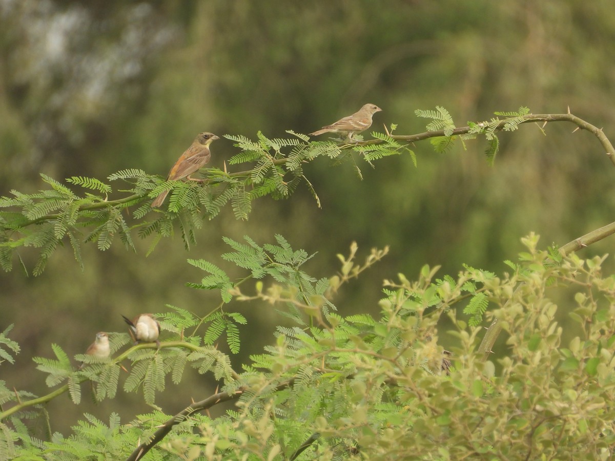 Black-headed Bunting - ML641227166