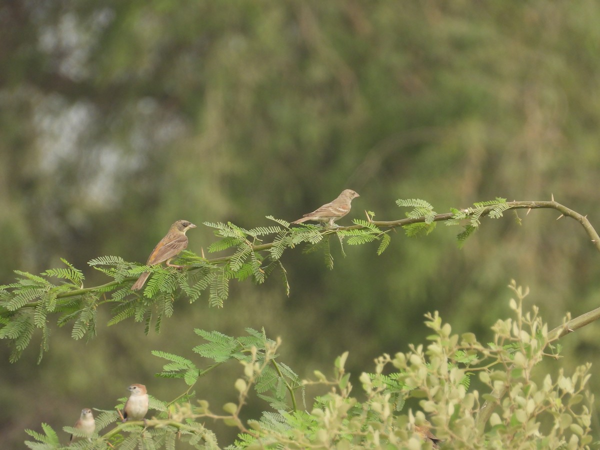 Black-headed Bunting - ML641227167