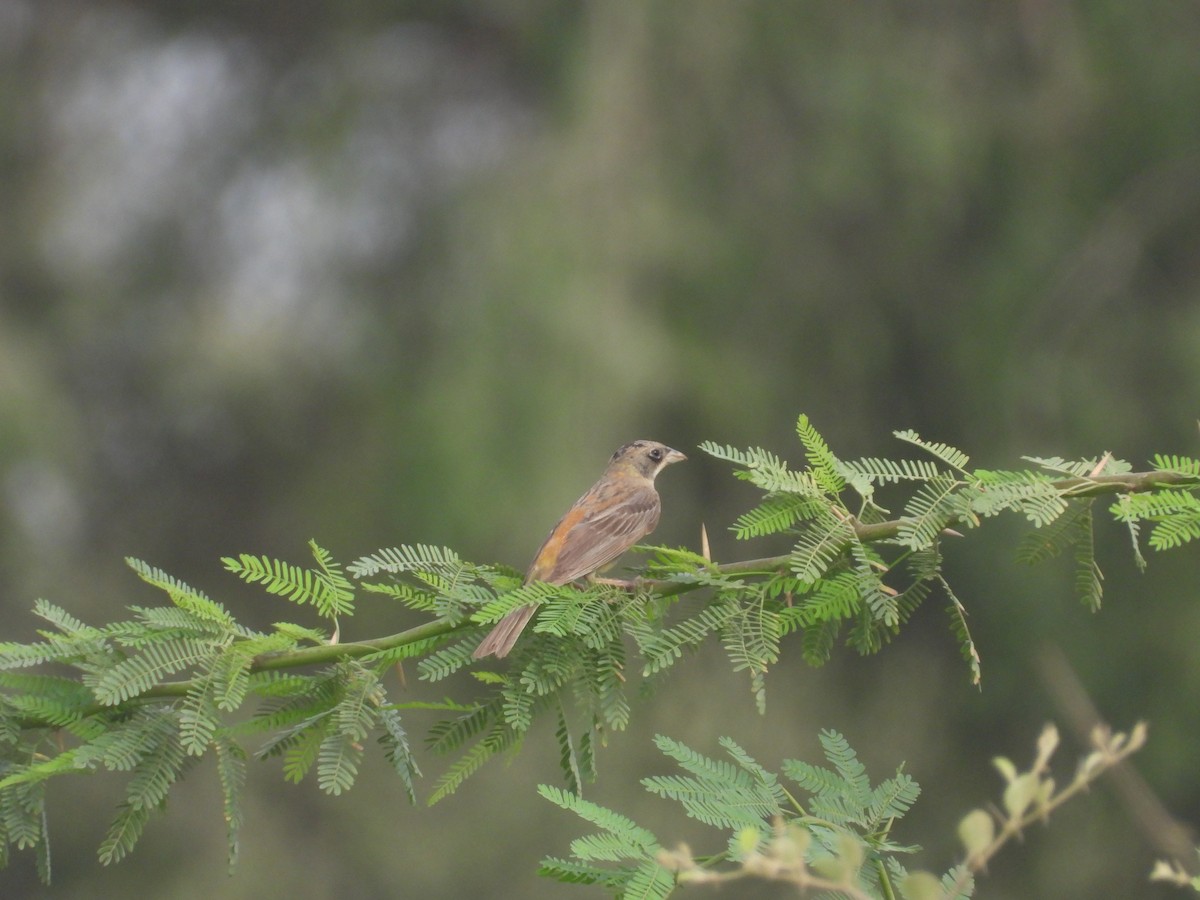 Black-headed Bunting - ML641227168