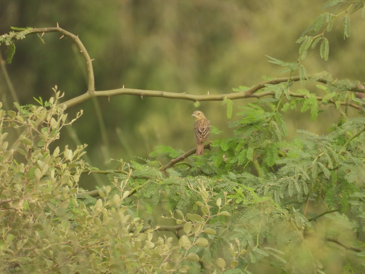 Black-headed Bunting - ML641227169