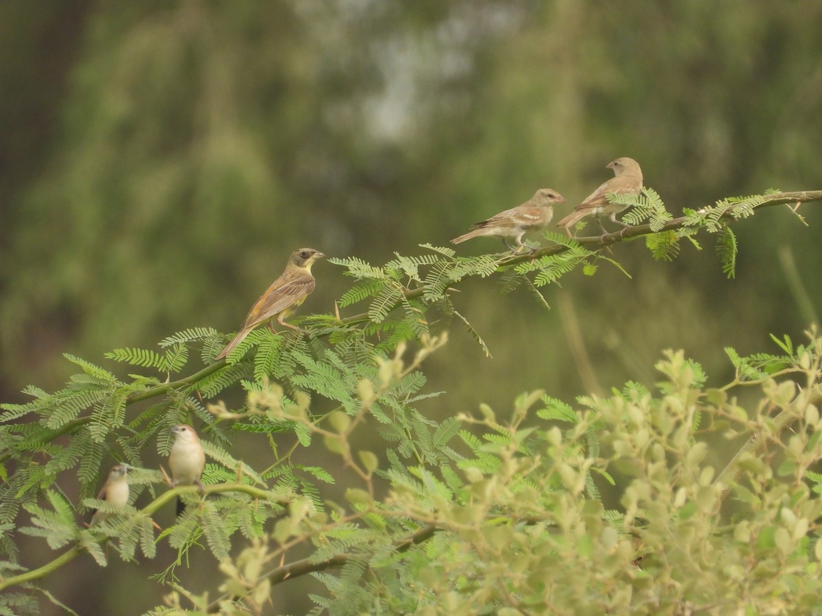Black-headed Bunting - ML641227170