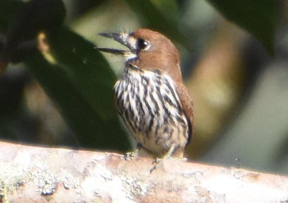 Lanceolated Monklet - ML641227172