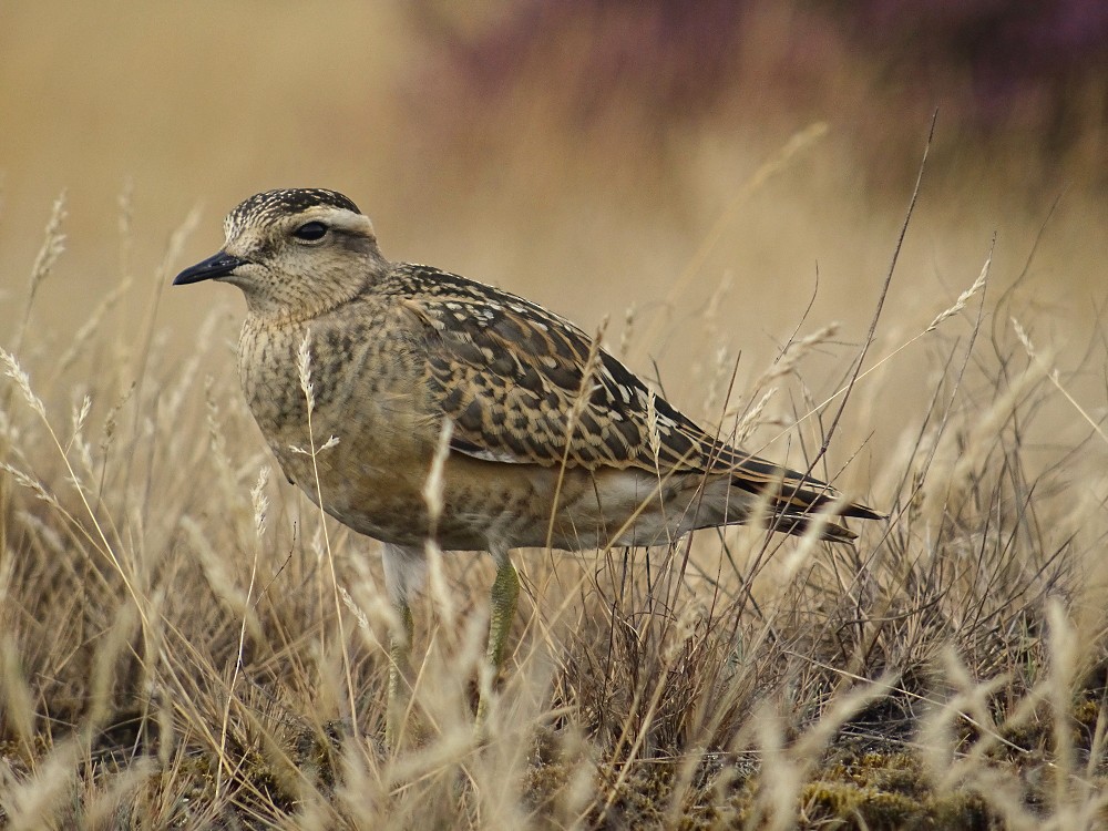 kulík hnědý - ML641227184