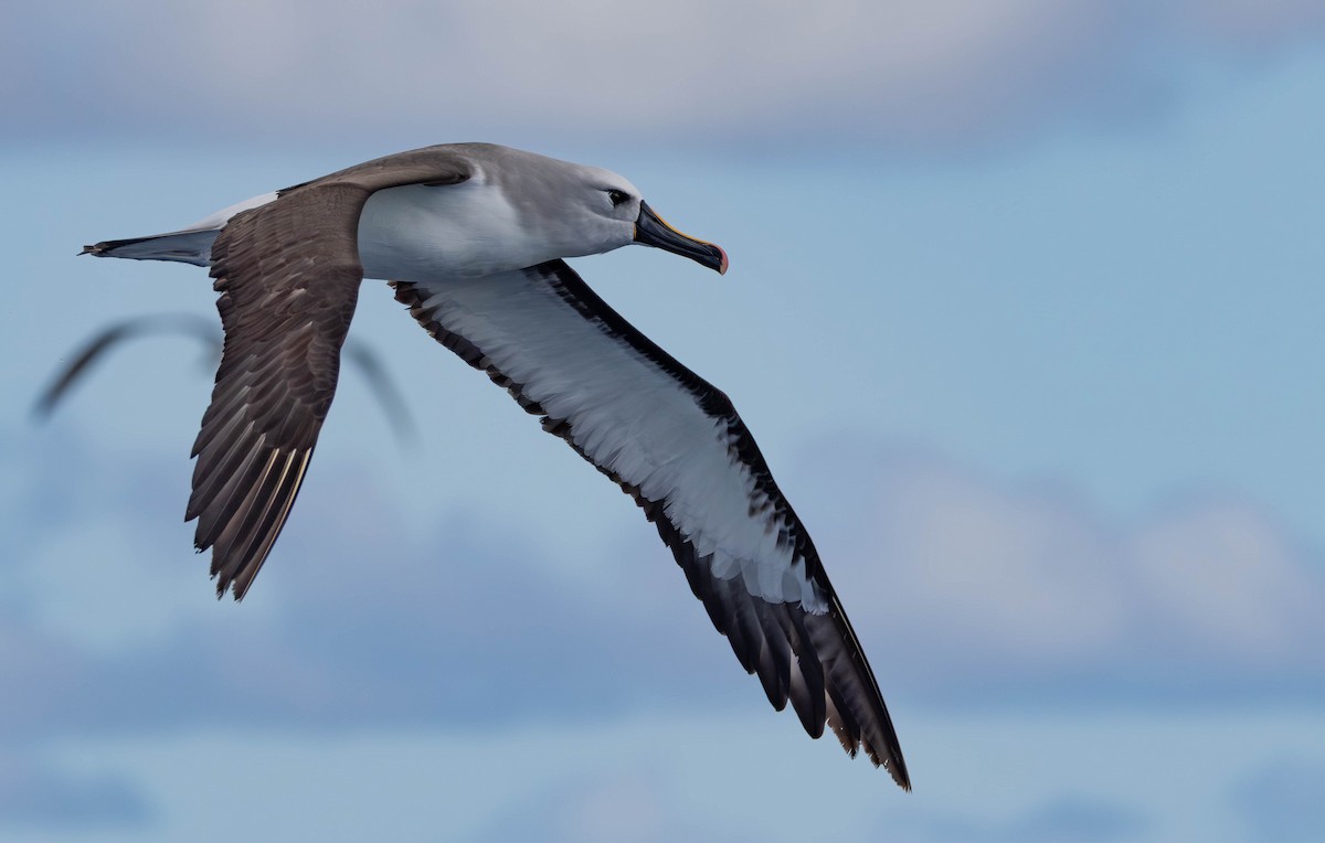 Atlantic Yellow-nosed Albatross - ML641227200