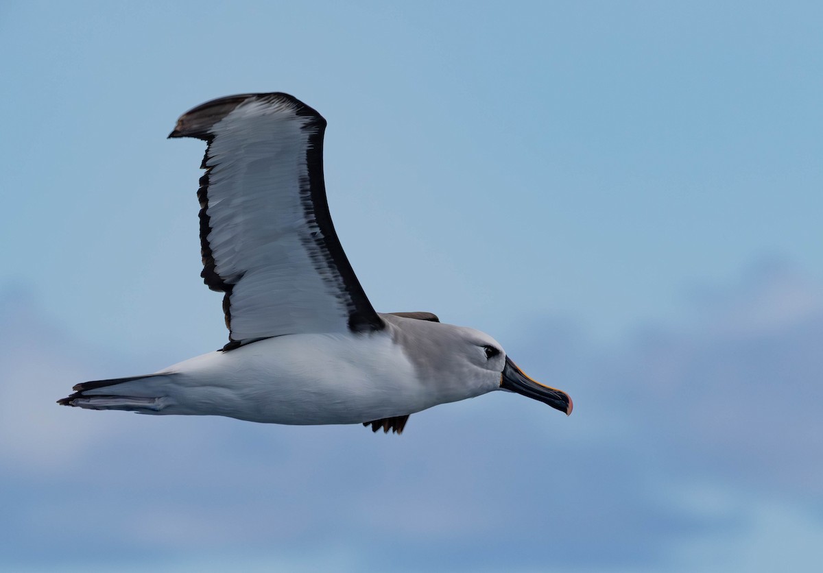 Atlantic Yellow-nosed Albatross - ML641227201