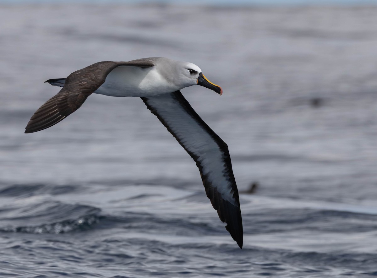 Atlantic Yellow-nosed Albatross - ML641227202