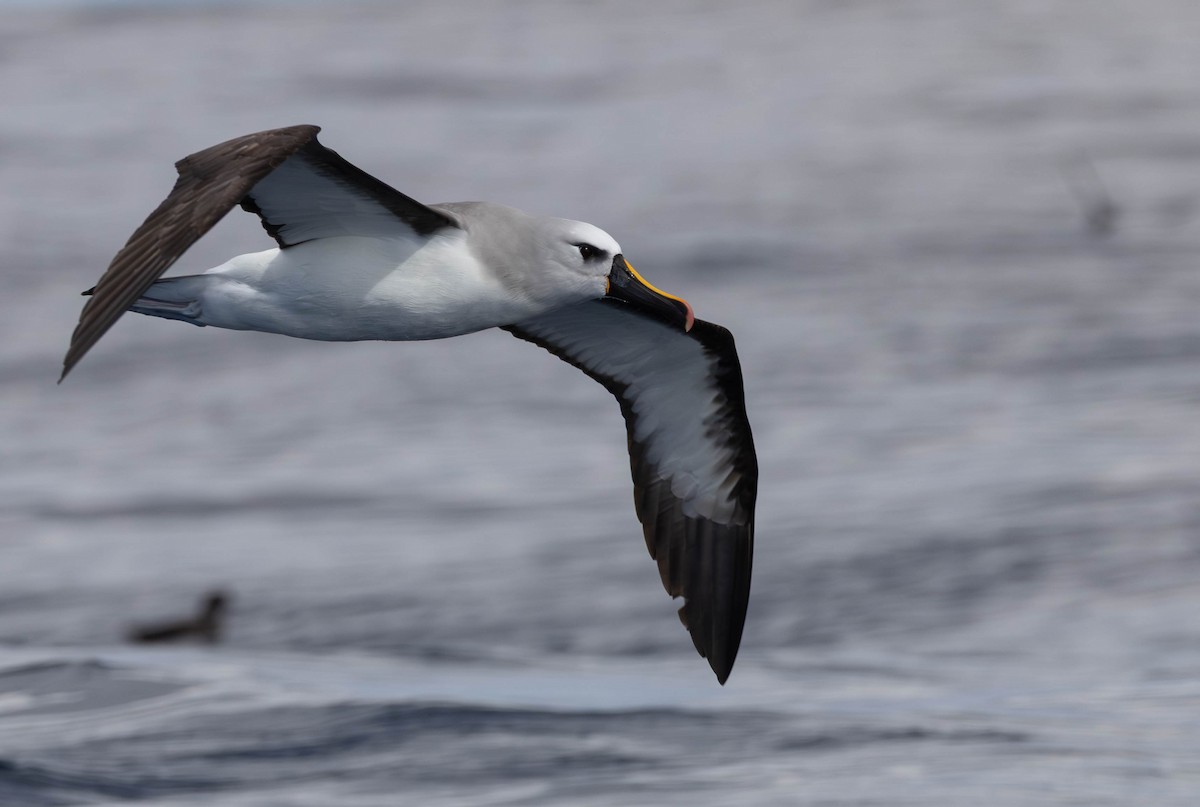 Atlantic Yellow-nosed Albatross - ML641227203
