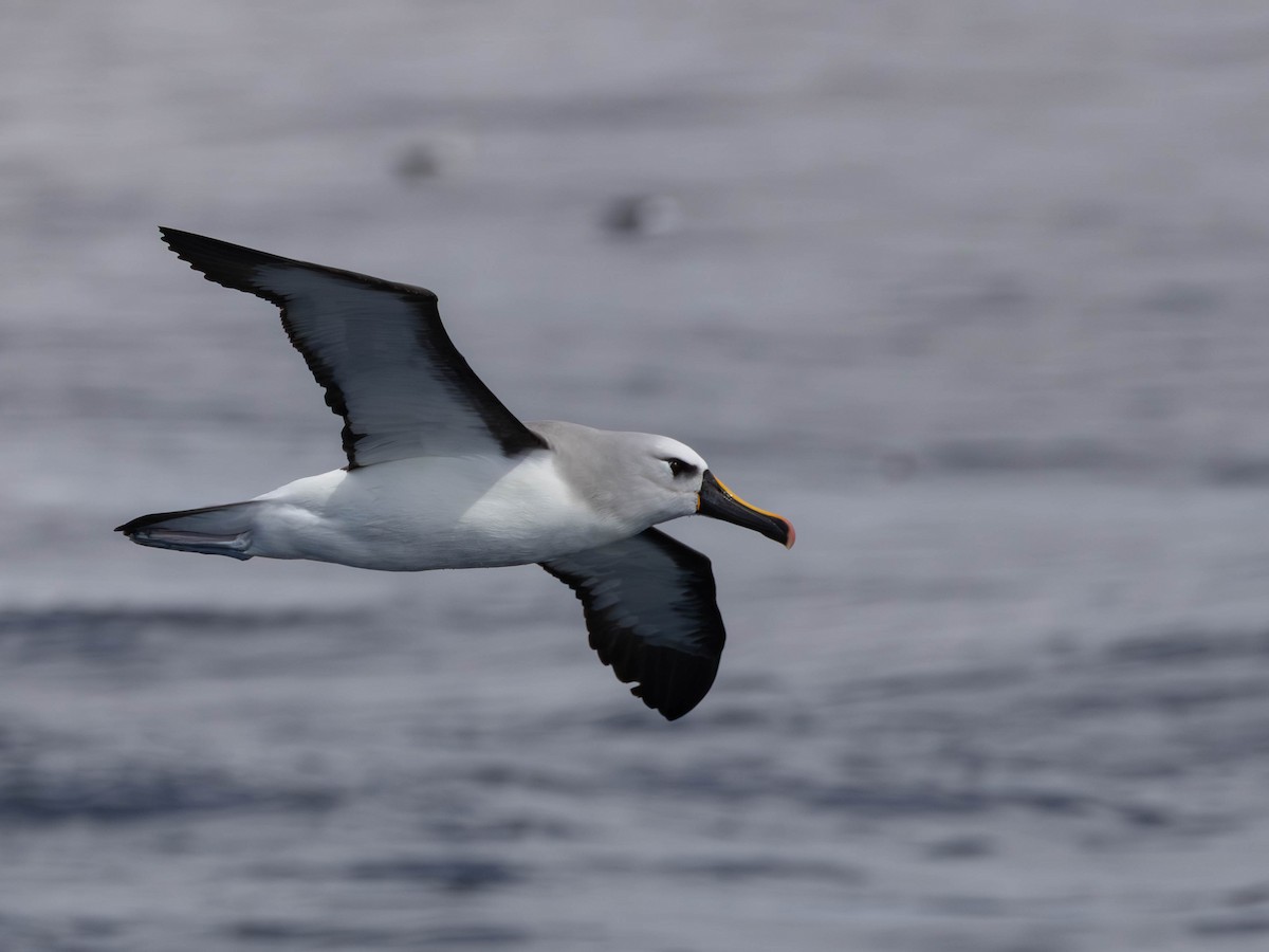 Atlantic Yellow-nosed Albatross - ML641227204